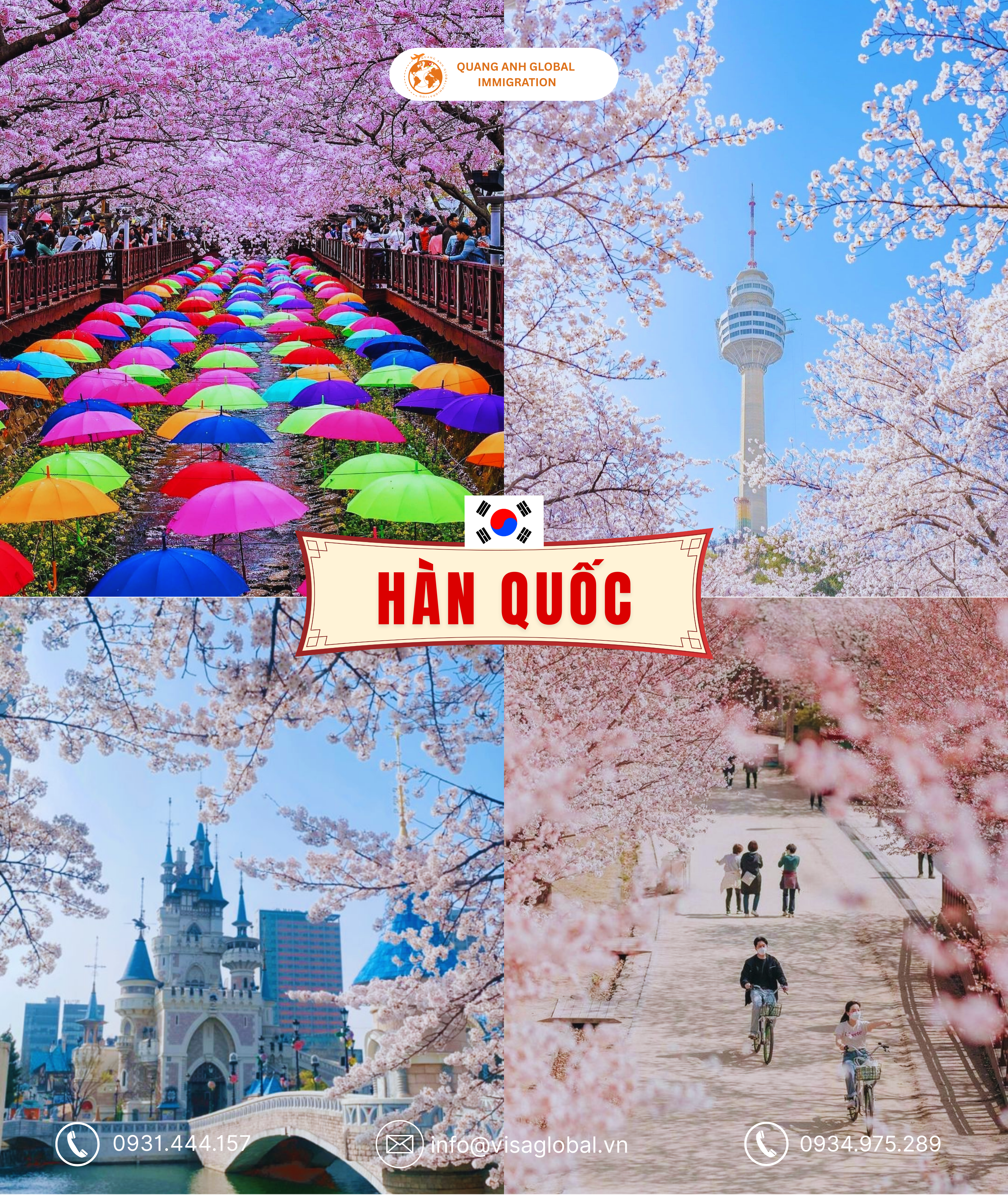 hoa anh đào hàn quốc - quang anh global immigration