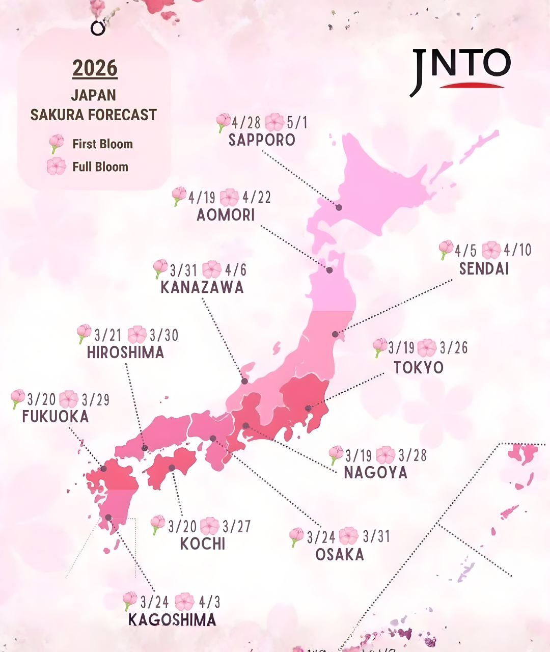 hoa anh đào nhật bản - quang anh global immigration