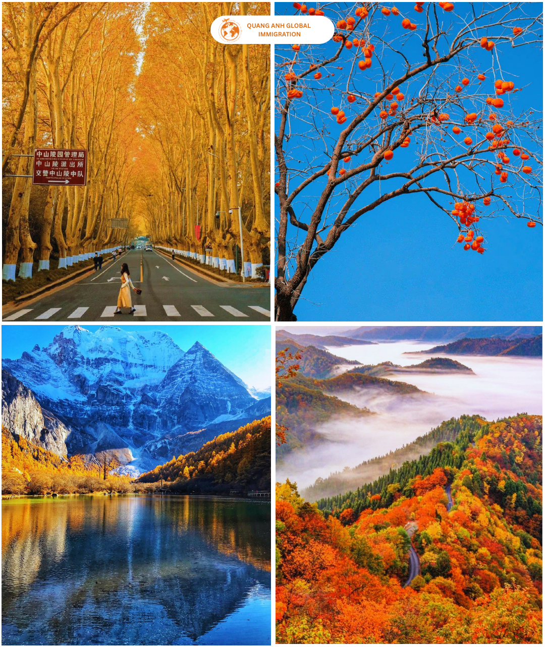 Mùa thu Trung Quốc - Quang Anh Global Immigration